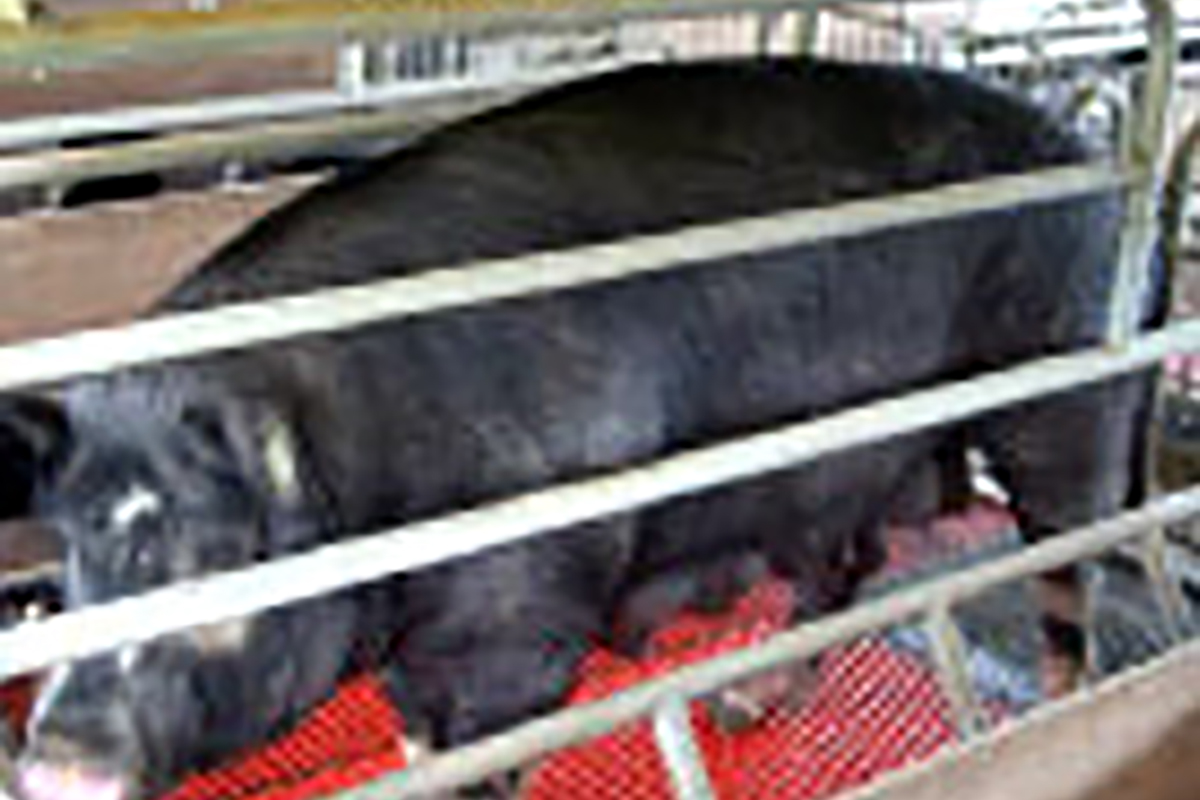 鹿児島黒豚